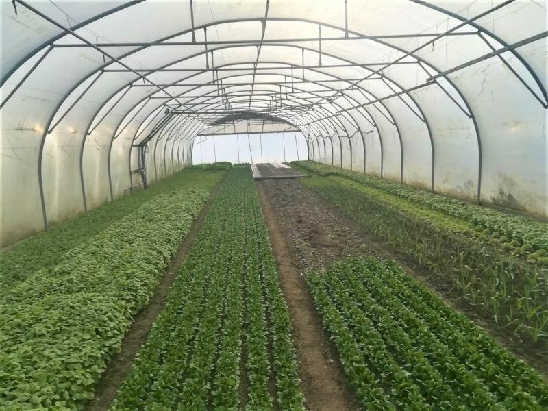A cette période on retrouve déjà chez Anne de la salade de blé, des épinards, du cresson, etc. Le désherbage est optimisé en adaptant exactement les espaces entre les légumes aux outils utilisés.
