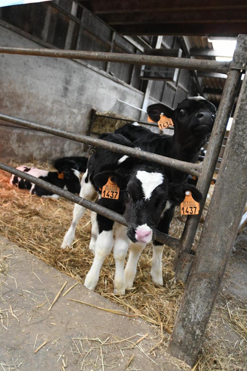 Les jeunes veaux sont tous démarrés à la tétine. Après 15 jours, les génisses passent  au seau individuel, puis reçoivent le lait dans un bac collectif après 1,5 mois.  Ils reçoivent environ 2 x 2 l de lait par jour jusqu’au sevrage vers 3-4 mois.