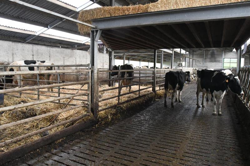 Un petit aménagement en sortie de salle de traite permet d’aisément dévier  et isoler les vaches qui nécessiteront des soins après la traite.