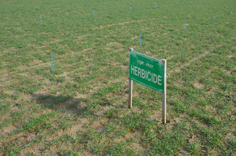 Le chlortoluron, la propoxycarbazone, le mesosulfuron, le fenoxaprop, le pinoxaden et le pyroxsulam sont les 6 principales substances actives efficaces utilisables au printemps contre les graminées, avec un spectre d’action qui leur est spécifique.