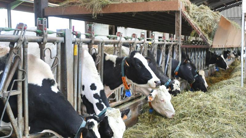 Le foin étant très appétent, un ratelier a été placé afin de forcer les vaches à manger à un rythme proche de celui du pâturage. Les productrices peuvent ainsi mieux valoriser le fourrage.