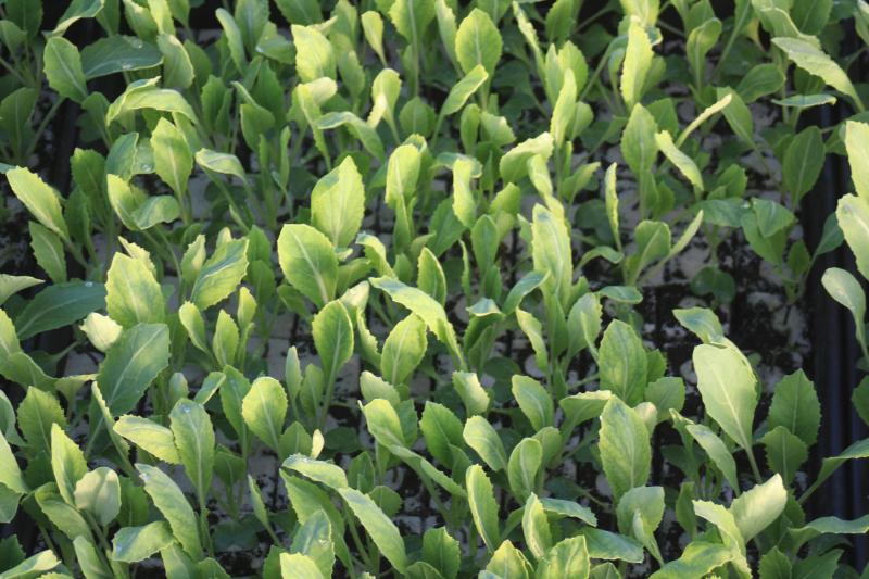 Les plantes pourront bientôt être plantées à l'endroit de production.