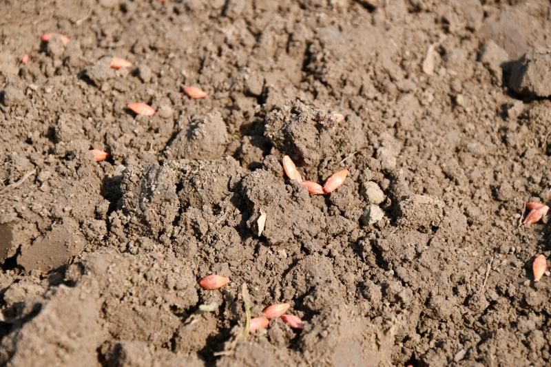 Les récoltes d’orge brassicole de printemps sont attendues en hausse cette année; les pluies ont en effet perturbé les semis d’hiver dans l’Union européenne. Problème: le confinement fait craindre un recul de la consommation de bière, qui se traduit déjà par un écart de prix très faible avec les orges fourragères.