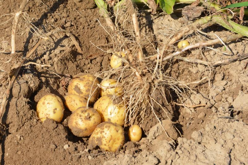 La fertilisation sera raisonnée en considérant les objectifs de rendement en lien avec le potentiel des variétés et le sol.