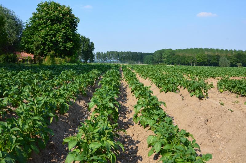 Le magnésium, le zinc, le manganèse et le bore doivent être disponibles dès le début de la croissance pour jouer pleinement leur rôle dans l’élaboration de la masse foliaire. Ces éléments ont aussi un impact sur la qualité de la tubérisation.