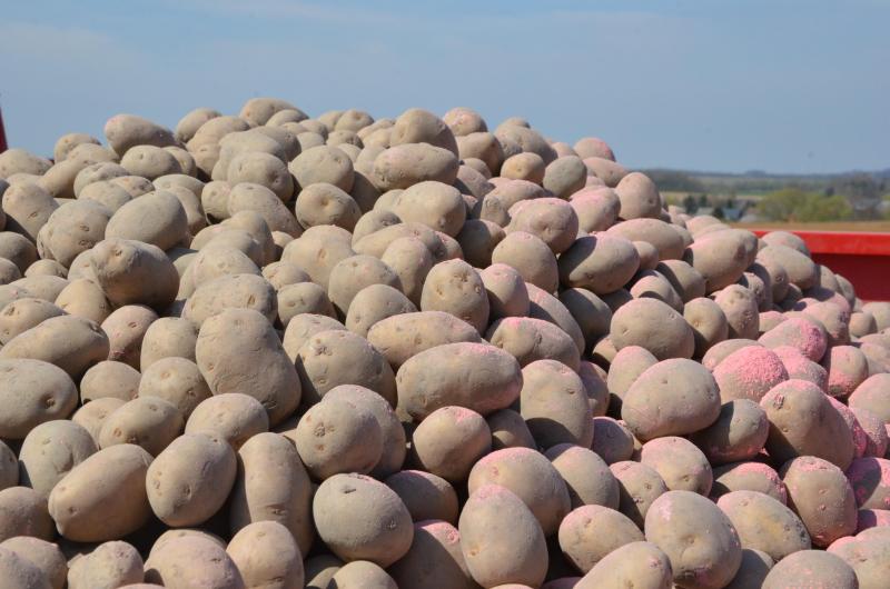 Les plants peuvent être traités contre le rhizoctone brun. Selon les produits, l’application se fait par poudrage, traitement liquide ou traitement du sol.