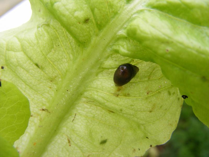 Limace noire (Arion hortensis) sur laitue.