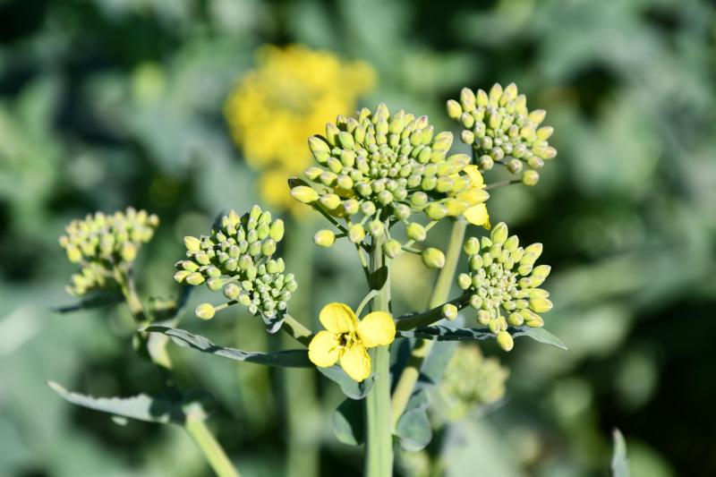 Début de floraison.