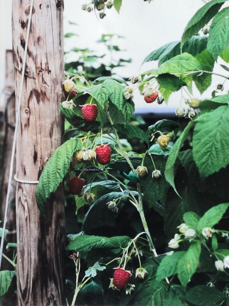 Les petits fruits des genres Ribes et Rubus: une délicieuse