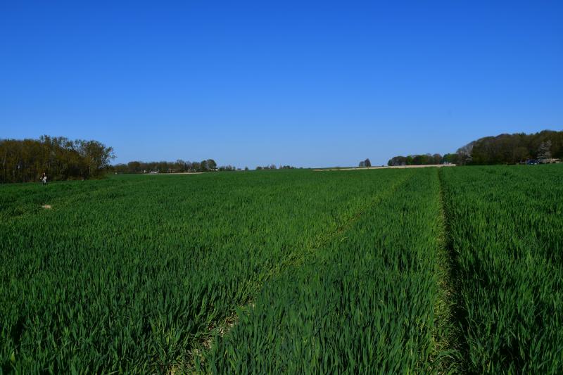 Le temps plutôt sec annoncé pour cette semaine n’est pas de nature à favoriser pas la dispersion des maladies fongiques.