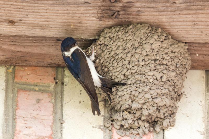 L’hirondelle de fenêtre installe son nid sur les bâtiments citadins et les habitations urbaines, en façade, sous les débordements de toitures ou à l’encadrure des fenêtres.