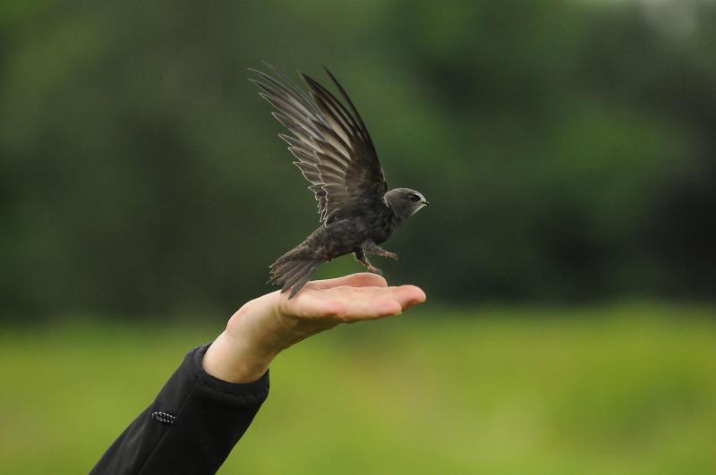 Le martinet noir est très souvent confondu avec l’hirondelle.