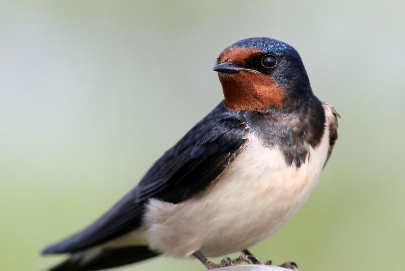 L'hirondelle rustique est la plus grande de nos hirondelles. Elle bâtit généralement son nid dans des fermes d’élevage, à l’intérieur d’étables ouvertes.