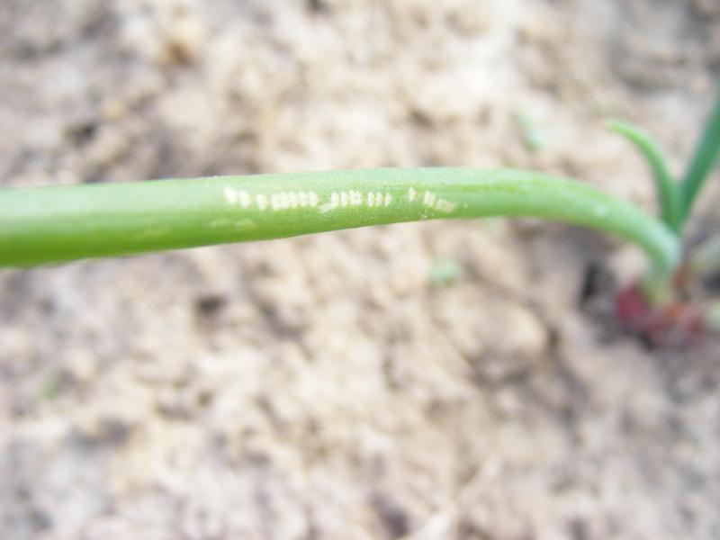 Les piqures de nourrissement sont le signe de la présence récente de la mouche des alliacées sur notre terrain.