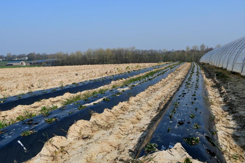 Comme bien d’autres observateurs, le Commissaire européen constate «les failles de notre agriculture et de notre système de production alimentaire» avec une distance toujours accrue entre la ferme et la fourchette. Il dit «espérer pouvoir compter sur une réforme verte de la pac pour améliorer la résilience de l’agriculture»...