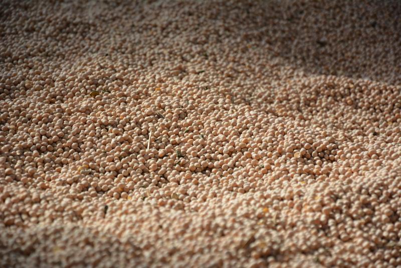Entre autres atouts, les pois protéagineux présentent un grand intérêt dans l’alimentation des monogastriques que sont les porcs et volailles.