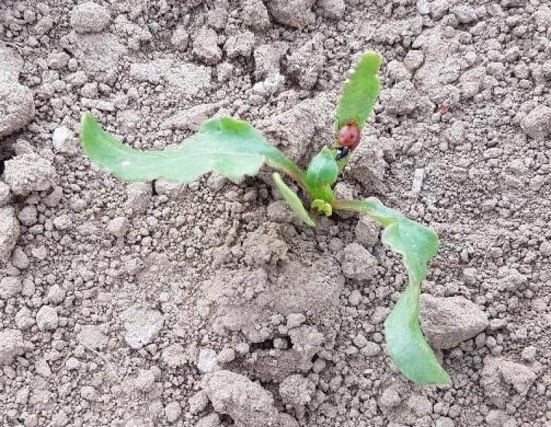 Les pyréthrinoïdes sont inefficaces contre les pucerons verts et ils sont en outre nocifs pour les insectes utiles. A ne pas utiliser, dit l’Irbab!