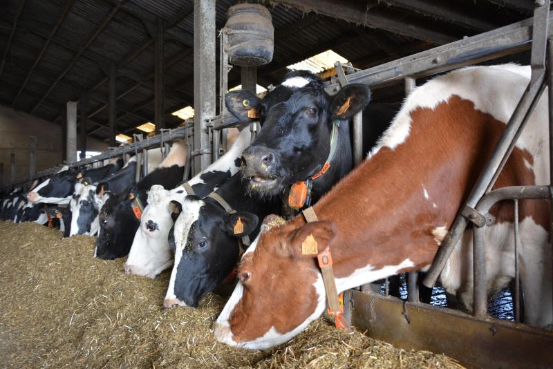 Outre les divers paramètres relatifs à la qualité du lait, le taux d’urée est aussi mesuré pour chaque collecte. Il permet au nutritionniste d’évaluer l’équilibre de la ration alimentaire.