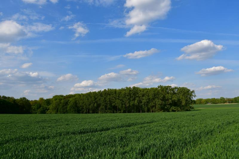 L’observation des plantes au sein des parcelles est particulièrement utile à l’approche des stades clés.