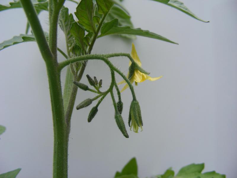 Les bouquets foliaires donneront les grappes de fruits.