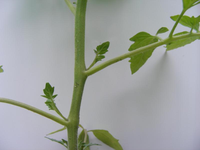 La taille consiste à enlever les pousses latérales qui se développent à l’aisselle des feuilles, et ce dès qu’elles mesurent 3à 5 cm de longueur.