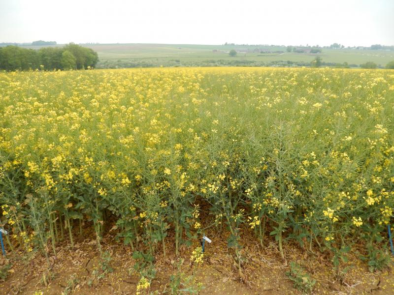 Différences variétales, fin floraison.