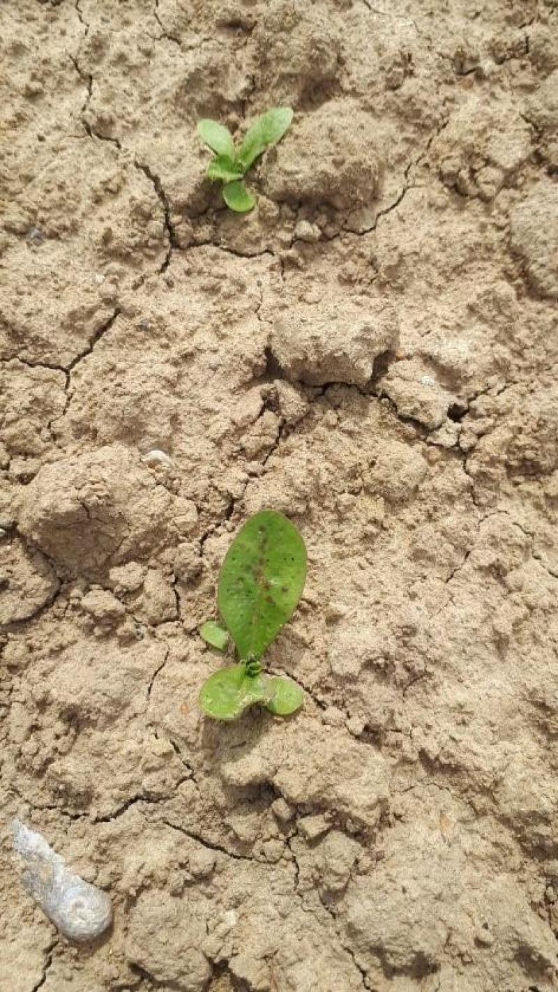 Des dégâts de thrips et altises sont signalés dans certaines parcelles de chicorées. Ils peuvent entraîner un manque de sélectivité lors du traitement herbicide.
