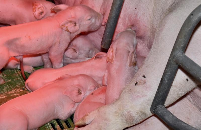 De dreiging van de Afrikaanse varkenspest houdt veel varkenshouders bijzonder alert.