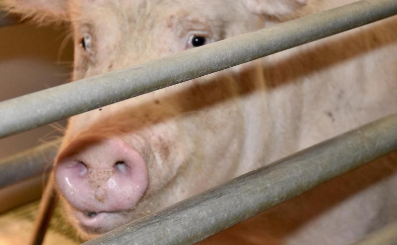 De dreiging van de Afrikaanse varkenspest houdt veel varkenshouders bijzonder alert.