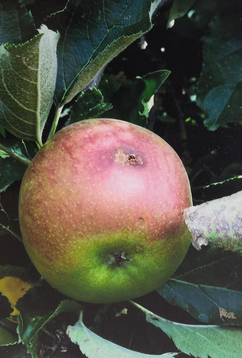 Dégâts de  carpocapse des pommes et des poires.