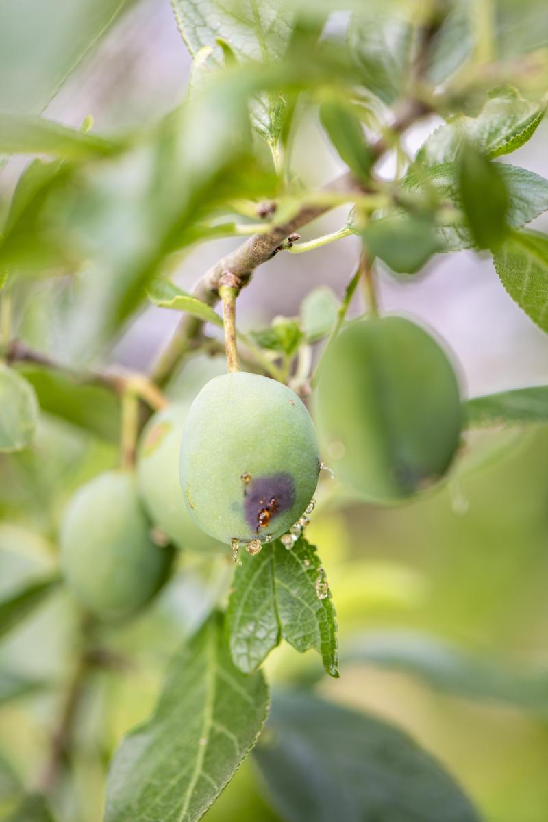 Dégâts de carpocapse des prunes.