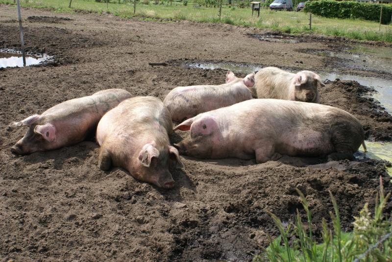 Bij biologische landbouw lopen de dieren meer buiten waardoor de kans op contact met wilde dieren – en hun ziektes – groter is dan bij de intensieve landbouw.