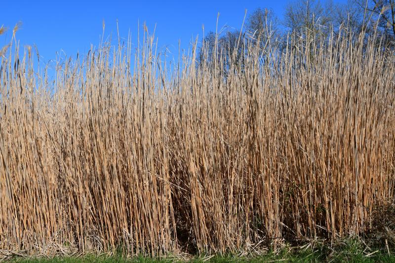 Une première récolte aura lieu la deuxième année, lorsque le miscanthus atteindra une hauteur de près de 2 m.