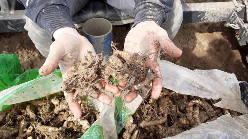 Les rhizomes de miscanthus ont été plantés à une profondeur de 10 à 15 cm, à raison de 15.000 unités/ha.