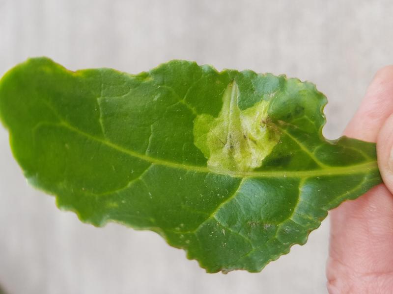 En ce temps chaud et sec, la majorité des œufs de pegomyies vont avorter naturellement: pas besoin de traitement insecticide!