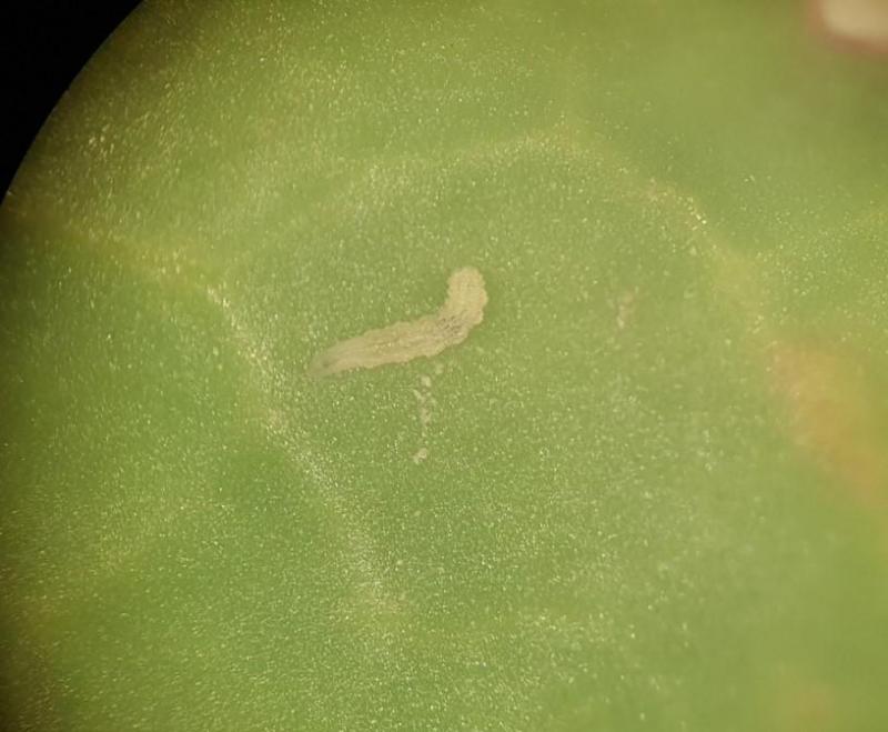 En cas de lutte insecticide, on prendra soin de respecter les larves de coccinelles et de syrphe, essentielles pour contrôler les populations de pucerons verts et noirs.