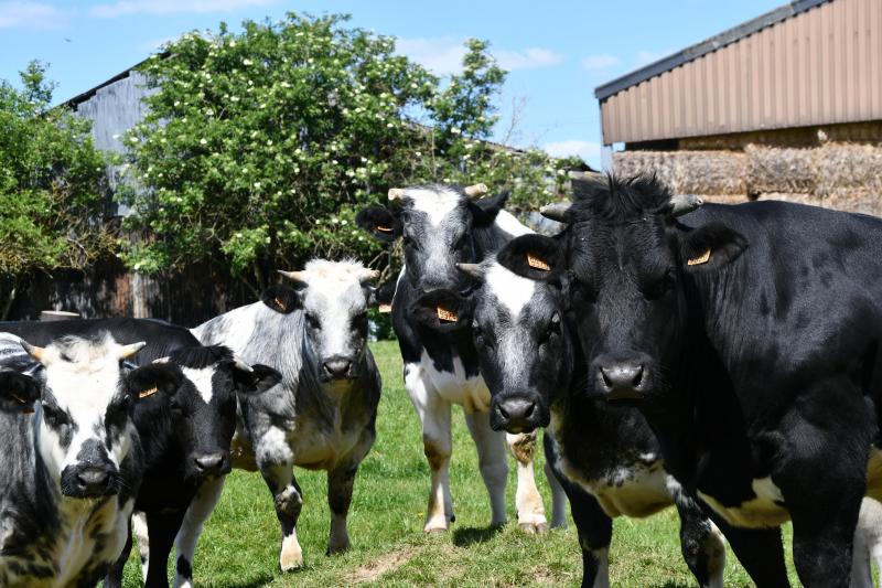 La stratégie fait référence à la promotion de régimes alimentaires plus sains visant aussi, sans la nommer, la consommation de viande, rouge en particulier. Celle-ci ne serait plus soutenue. Une crainte évoquée et dénoncée par certains eurodéputés.