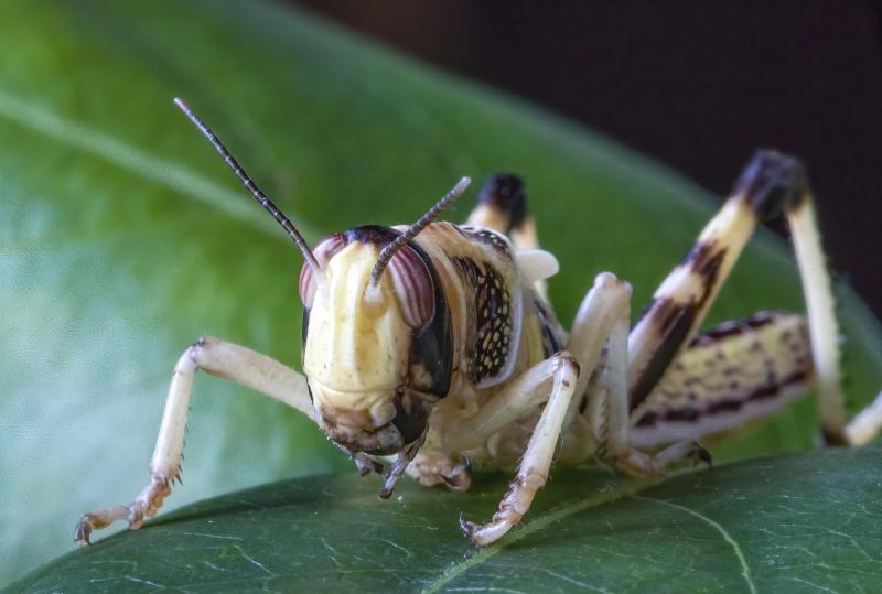 Habituellement solitaire et inoffensif, le criquet pèlerin peut très rapidement devenir grégaire et former des essaims gigantesques, dévastateurs pour la végétation!