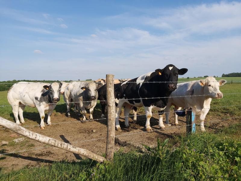 L’étude de la reproduction doit être utilisée comme signal d’alerte pour les autres problèmes, qu’ils soient liés à l’alimentation, à la santé mammaire, aux boiteries...