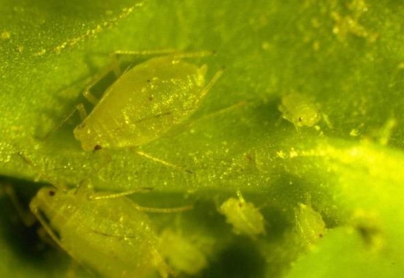 Les pucerons verts? Il est important de protéger les betteraves au moins jusque et y compris la fermeture des lignes.