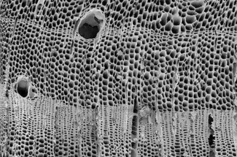 La structure microscopique du Biochar (Terra Char, 2019).