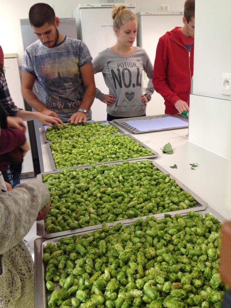 Face à cette croissance de la culture du houblon et de l’orge brassicole , le Département Sciences agronomiques de HEPL a accentué la formation, théorique et pratique, de ses étudiants dans ce domaine.