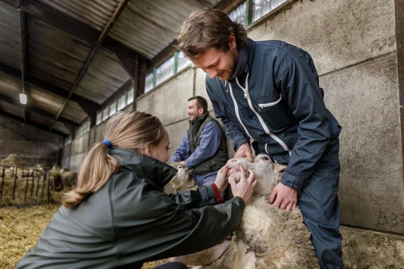 Parmi les différentes épreuves, les étudiants doivent pouvoir évaluer l’état sanitaire, comme vérifier la
présence et la bonne position des dents.