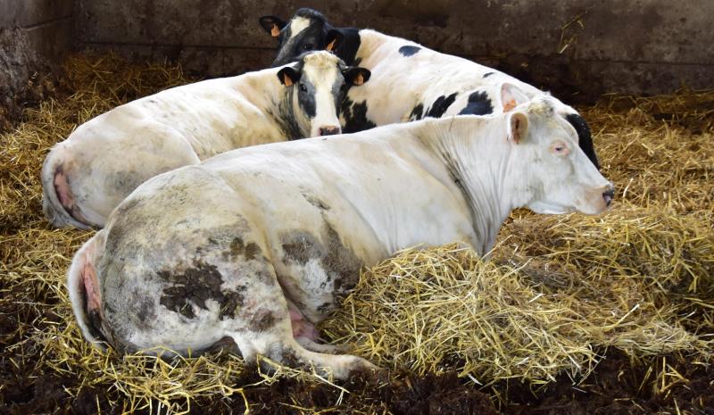 De runderen worden vetgemest en worden vanaf 550 kg geslacht.