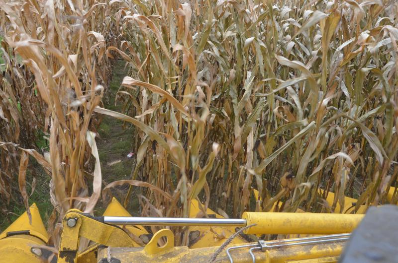 La ventilation et le séchage du maïs grain sont à exécuter à partir d’un taux d’humidité supérieur à 15%.