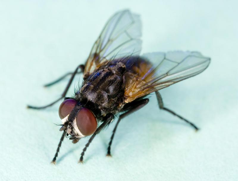 Musca domestica