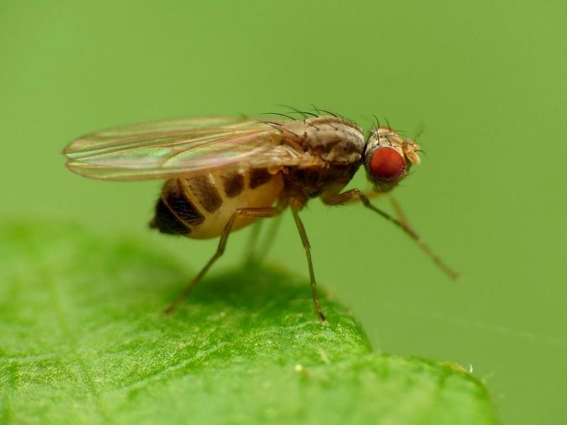 Drosophilidae