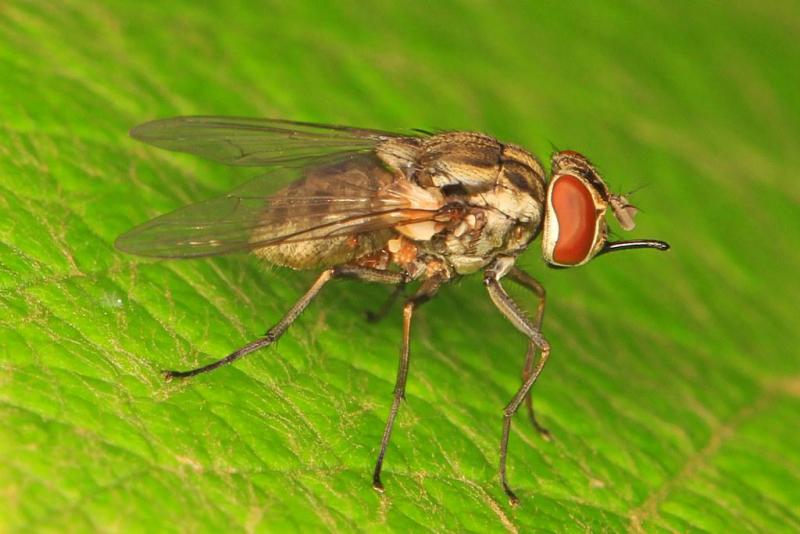 Stomoxis calcitrans