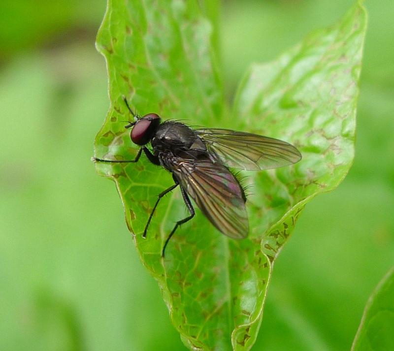 Hydrotaea irritans