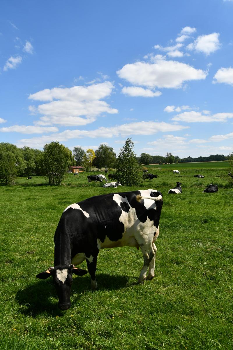 Les engrais de ferme sont une source de matières organiques très utiles à la fertilité des sols.